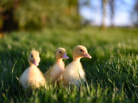 flock of yellow baby ducks in grass